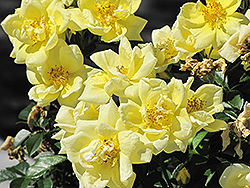 Flower Carpet Yellow Rose (Rosa 'Flower Carpet Yellow') at Holland Nurseries