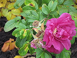 Rubra Wild Rose (Rosa rugosa 'Rubra') at Holland Nurseries