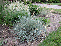 Blue Oat Grass (Helictotrichon sempervirens) at Holland Nurseries