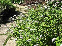 Gooseneck Loosestrife (Lysimachia clethroides) at Holland Nurseries