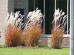 Flame Grass (Miscanthus sinensis 'Purpurascens') at Holland Nurseries