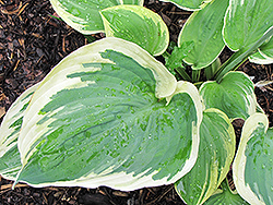 Band of Gold Hosta (Hosta 'Band of Gold') at Holland Nurseries