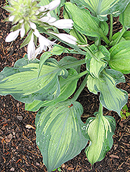 Lakeside Paisley Print Hosta (Hosta 'Lakeside Paisley Print') at Holland Nurseries