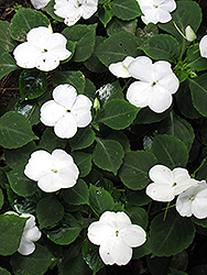 Xtreme White Impatiens (Impatiens 'Xtreme White') at Holland Nurseries