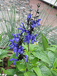 Black And Blue Anise Sage (Salvia guaranitica 'Black And Blue') at Holland Nurseries