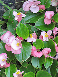 Prelude Pink Begonia (Begonia 'Prelude Pink') at Holland Nurseries