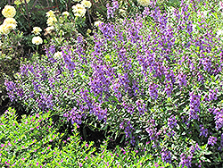Serena Lavender Angelonia (Angelonia angustifolia 'Serena Lavender') at Holland Nurseries