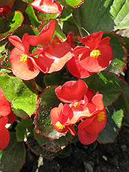 Encore IV Red Begonia (Begonia 'Encore IV Red') at Holland Nurseries