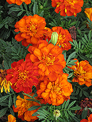 Durango Red Marigold (Tagetes patula 'Durango Red') at Holland Nurseries