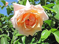 Mother Of Pearl Rose (Rosa 'Meiludere') at Holland Nurseries