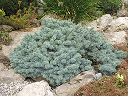 St. Mary's Broom Creeping Blue Spruce (Picea pungens 'St. Mary's Broom') at Holland Nurseries
