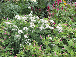 Garlic Chives (Allium tuberosum) at Holland Nurseries