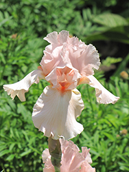 Pink Attraction Iris (Iris 'Pink Attraction') at Holland Nurseries