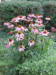 Purple Coneflower (Echinacea purpurea) at Holland Nurseries