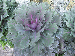 Nagoya Purple Kale (Brassica oleracea var. acephala 'Nagoya Purple') at Holland Nurseries