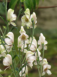 Common White Monkshood (Aconitum napellus 'Album') at Holland Nurseries