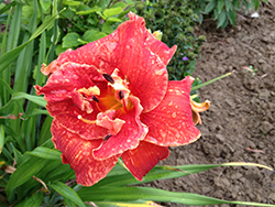 Moses Fire Daylily (Hemerocallis 'Moses Fire') at Holland Nurseries