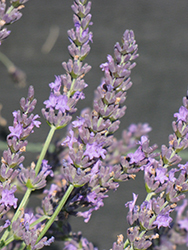 Grosso Lavender (Lavandula x intermedia 'Grosso') at Holland Nurseries
