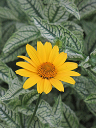 Loraine Sunshine False Sunflower (Heliopsis helianthoides 'Loraine Sunshine') at Holland Nurseries