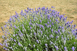 Munstead Lavender (Lavandula angustifolia 'Munstead') at Holland Nurseries