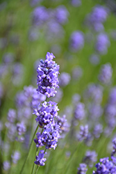 Hidcote Blue Lavender (Lavandula angustifolia 'Hidcote Blue') at Holland Nurseries