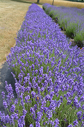 Hidcote Lavender (Lavandula angustifolia 'Hidcote') at Holland Nurseries