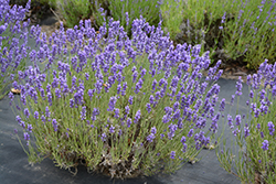 Hidcote Lavender (Lavandula angustifolia 'Hidcote') at Holland Nurseries