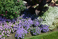 Artist Blue Flossflower (Ageratum 'Agsantis') at Holland Nurseries