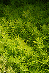 Lemon Coral Stonecrop (Sedum rupestre 'Lemon Coral') at Holland Nurseries
