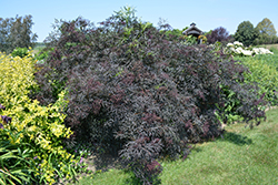 Black Lace Elder (Sambucus nigra 'Eva') at Holland Nurseries