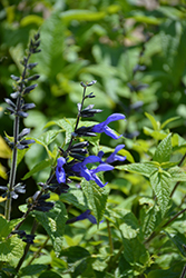 Black And Blue Anise Sage (Salvia guaranitica 'Black And Blue') at Holland Nurseries