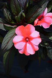 Sonic Sweet Red New Guinea Impatiens (Impatiens 'Sonic Sweet Red') at Holland Nurseries