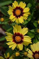 UpTick Yellow and Red Tickseed (Coreopsis 'Baluptowed') at Holland Nurseries
