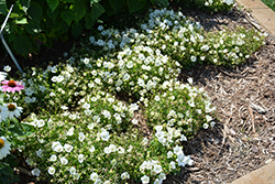 Rapido White Bellflower (Campanula carpatica 'Rapido White') at Holland Nurseries