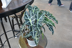 Polly Amazon Elephant's Ear (Alocasia amazonica 'Polly') at Holland Nurseries