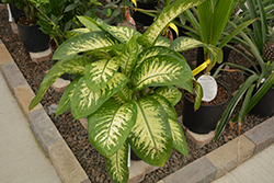 Dumb Cane (Dieffenbachia amoena) at Holland Nurseries