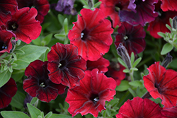 Supertunia Black Cherry Petunia (Petunia 'USTUN3003') at Holland Nurseries