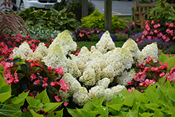 Little Lime Hydrangea (Hydrangea paniculata 'Jane') at Holland Nurseries