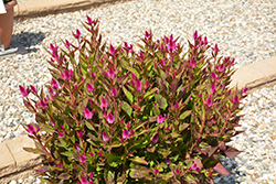 Intenz Classic Celosia (Celosia 'Spitenz') at Holland Nurseries