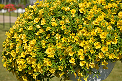 Cabaret Deep Yellow Calibrachoa (Calibrachoa 'Balcabdepy') at Holland Nurseries