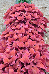 Redhead Coleus (Solenostemon scutellarioides 'Redhead') at Holland Nurseries