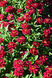 Profusion Double Hot Cherry Zinnia (Zinnia 'Profusion Double Hot Cherry') at Holland Nurseries