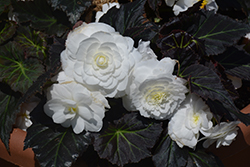 Nonstop Mocca White Begonia (Begonia 'Nonstop Mocca White') at Holland Nurseries