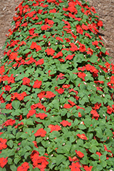 Xtreme Red Impatiens (Impatiens 'Xtreme Red') at Holland Nurseries