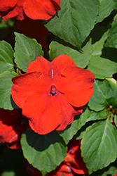 Xtreme Red Impatiens (Impatiens 'Xtreme Red') at Holland Nurseries