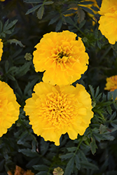 Bonanza Yellow Marigold (Tagetes patula 'Bonanza Yellow') at Holland Nurseries