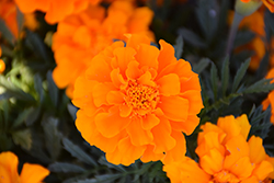 Durango Orange Marigold (Tagetes patula 'Durango Orange') at Holland Nurseries