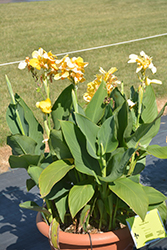 Cannova Yellow Canna (Canna 'Cannova Yellow') at Holland Nurseries