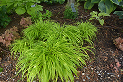 All Gold Hakone Grass (Hakonechloa macra 'All Gold') at Holland Nurseries