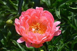 Coral Sunset Peony (Paeonia 'Coral Sunset') at Holland Nurseries